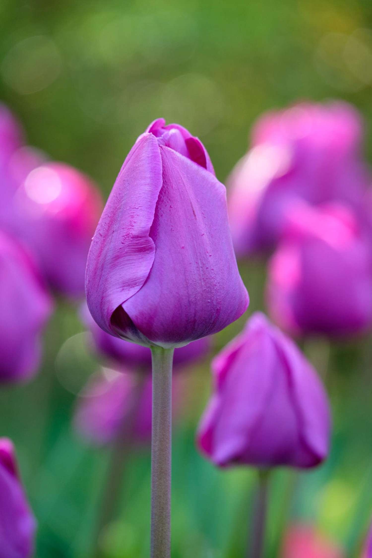 Tulppaani 'Negrita'